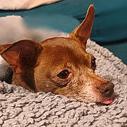 Minus participe au concours pour gagner de l'argent avec cette photo : animal, blanket, brown_dog, close_up, companion, cozy, cute, dog, ears, fur, indoors, pet, portrait, relaxed, resting, sleepy, snout, soft_texture, tongue_out, warm