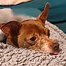 animal, blanket, brown_dog, close_up, companion, cozy, cute, dog, ears, fur, indoors, pet, portrait, relaxed, resting, sleepy, snout, soft_texture, tongue_out, warm