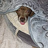 Minus participe au concours pour gagner de l'argent avec cette photo : animal, bed, blanket, comfort, cover, cozy, cute, dog, expression, face, fur, indoor, looking, pet, resting, small_dog, snuggled, soft, tongue, warm