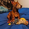 Minus a rejoint le concours — aidez-le/la à gagner de superbes lots ! alert, animal, bed, blue_bedspread, brown_dog, cityscape_poster, companion, cozy, cute, dog, domestic, furniture, indoor, pet, plush_toys, resting, small_dog, stuffed_animals, toy_butterfly, toy_mouse