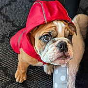 Tank is registered to the contest to win money with this photo: bulldog, puppy, dog, red_hood, pet_clothing, carpet, dog_bed, indoor, cute, looking_up, brown_and_white, small_dog, young_dog, adorable, canine, pet, animal, furry, sitting, domestic_animal