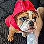 bulldog, puppy, dog, red_hood, pet_clothing, carpet, dog_bed, indoor, cute, looking_up, brown_and_white, small_dog, young_dog, adorable, canine, pet, animal, furry, sitting, domestic_animal