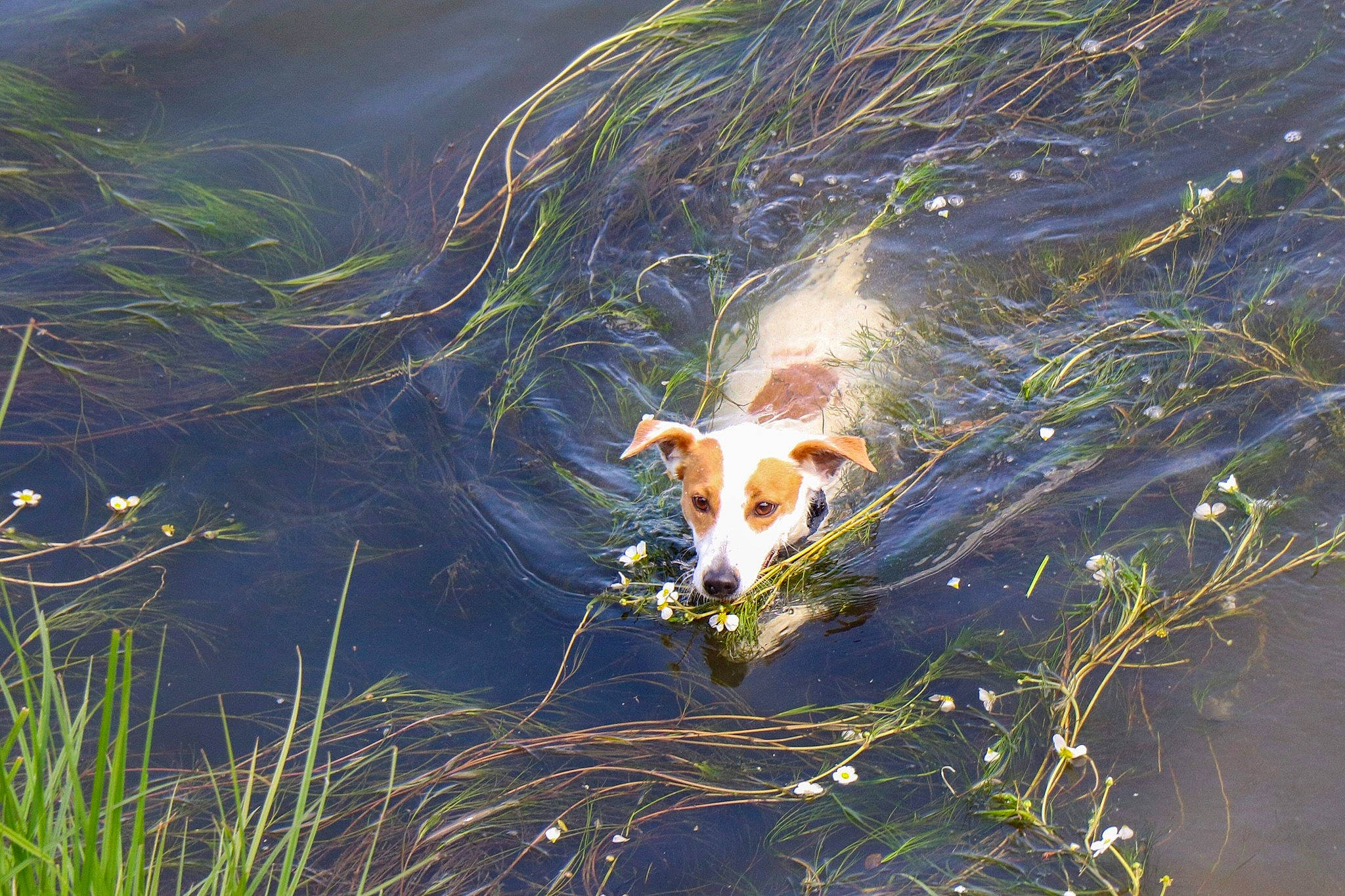 Mango a rejoint le concours — aidez-le/la à gagner de superbes lots !