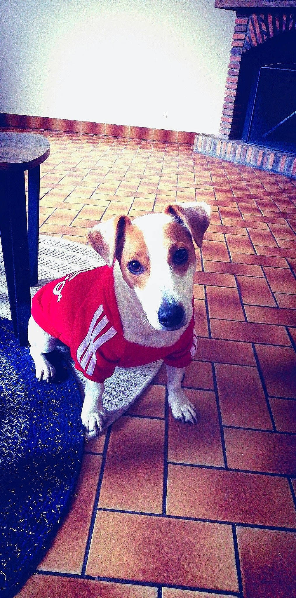 Mango participe au concours pour gagner de l'argent avec cette photo : canidae, carnivore, companion_dog, dog, dog_breed, fawn, jack_russell_terrier, mammal, nose, potcake_dog, puppy, snout, sporting_group, vertebrate