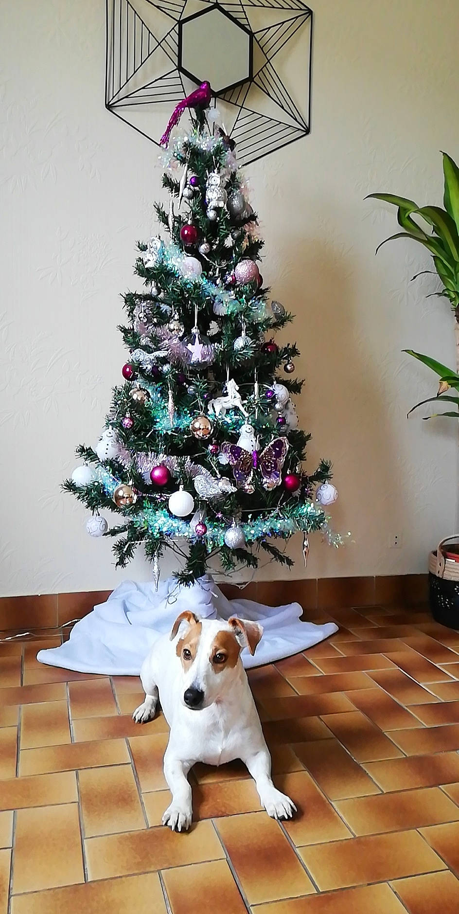Mango participe au concours pour gagner de l'argent avec cette photo : canidae, carnivore, christmas, christmas_decoration, christmas_eve, christmas_ornament, christmas_tree, conifer, dog, dog_breed, fir, holiday_ornament, home, interior_design, pine_family, plant, sporting_group, spruce, tree, woody_plant