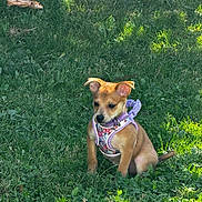 Ted is registered to the contest to win money with this photo: puppy, dog, grass, outdoor, pet, young, animal, harness, nature, sunlight, greenery, cute, small, sitting, leaf, playful, canine, fur, summer, daytime