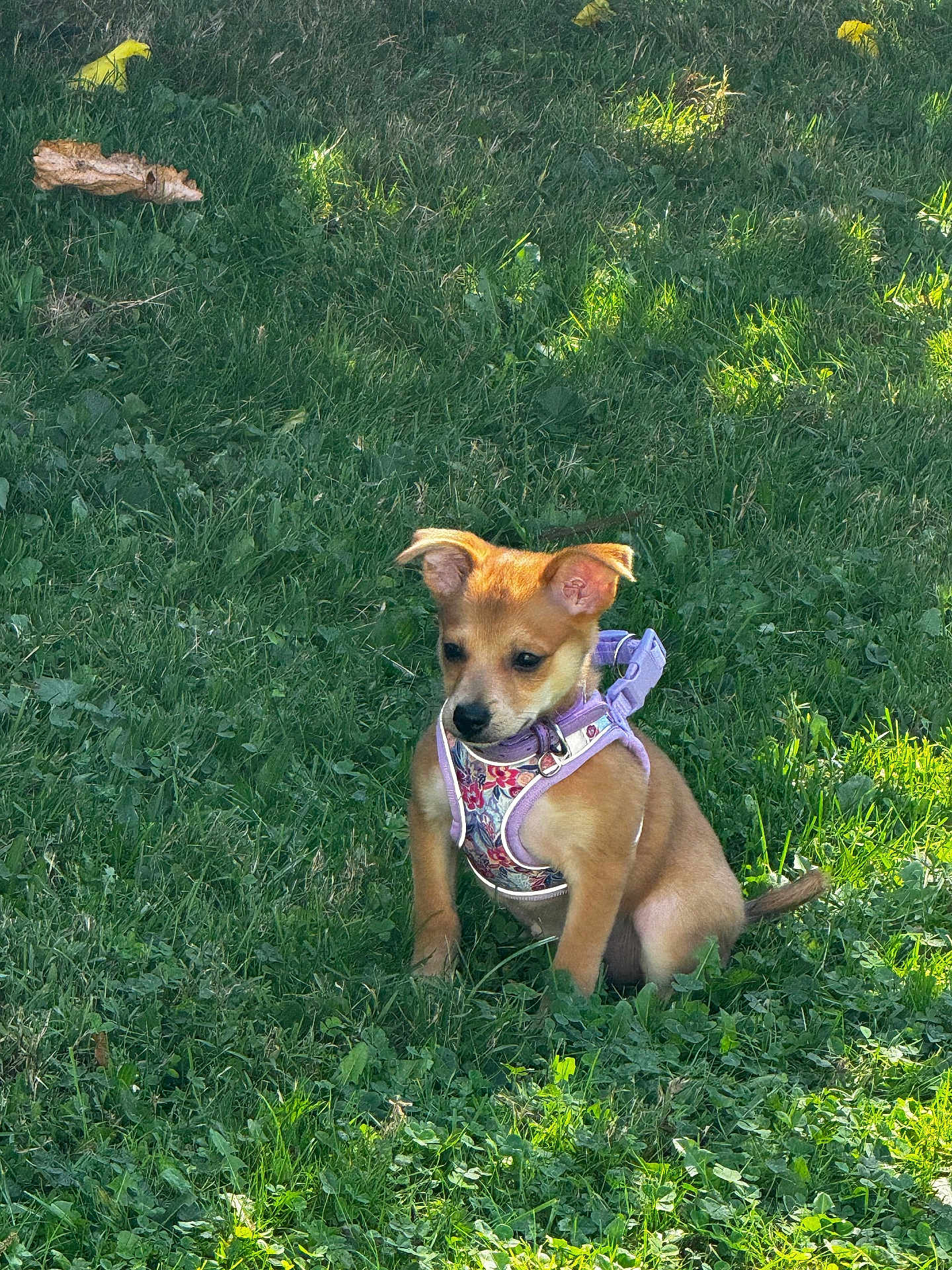 Ted