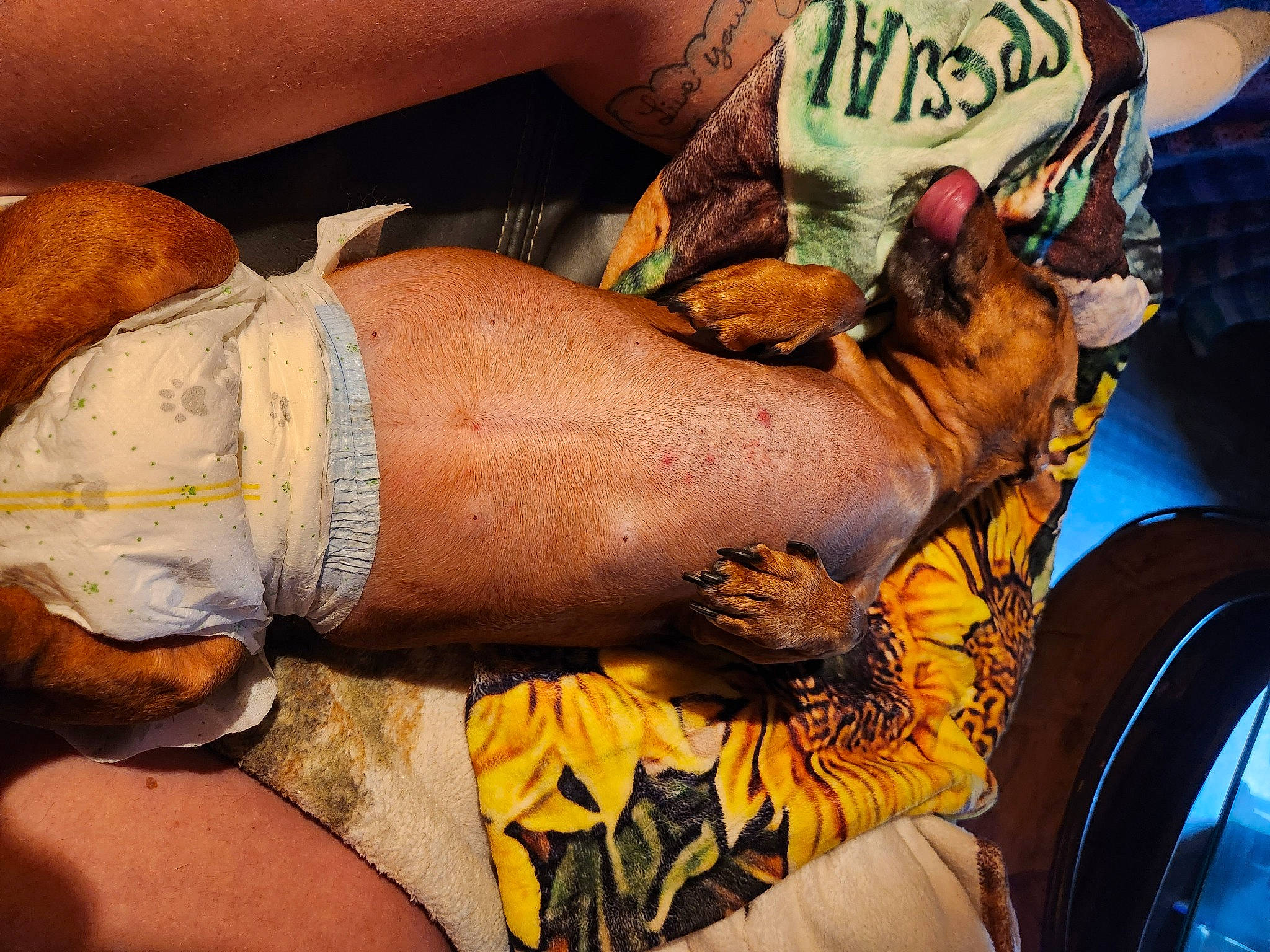 Maggie Mae joined the competition — help win amazing prizes! abdomen, barechested, calf, carnivore, chest, comfort, elbow, flesh, foot, human_leg, knee, nail, sitting, tattoo, thigh, trunk, undergarment, wrist