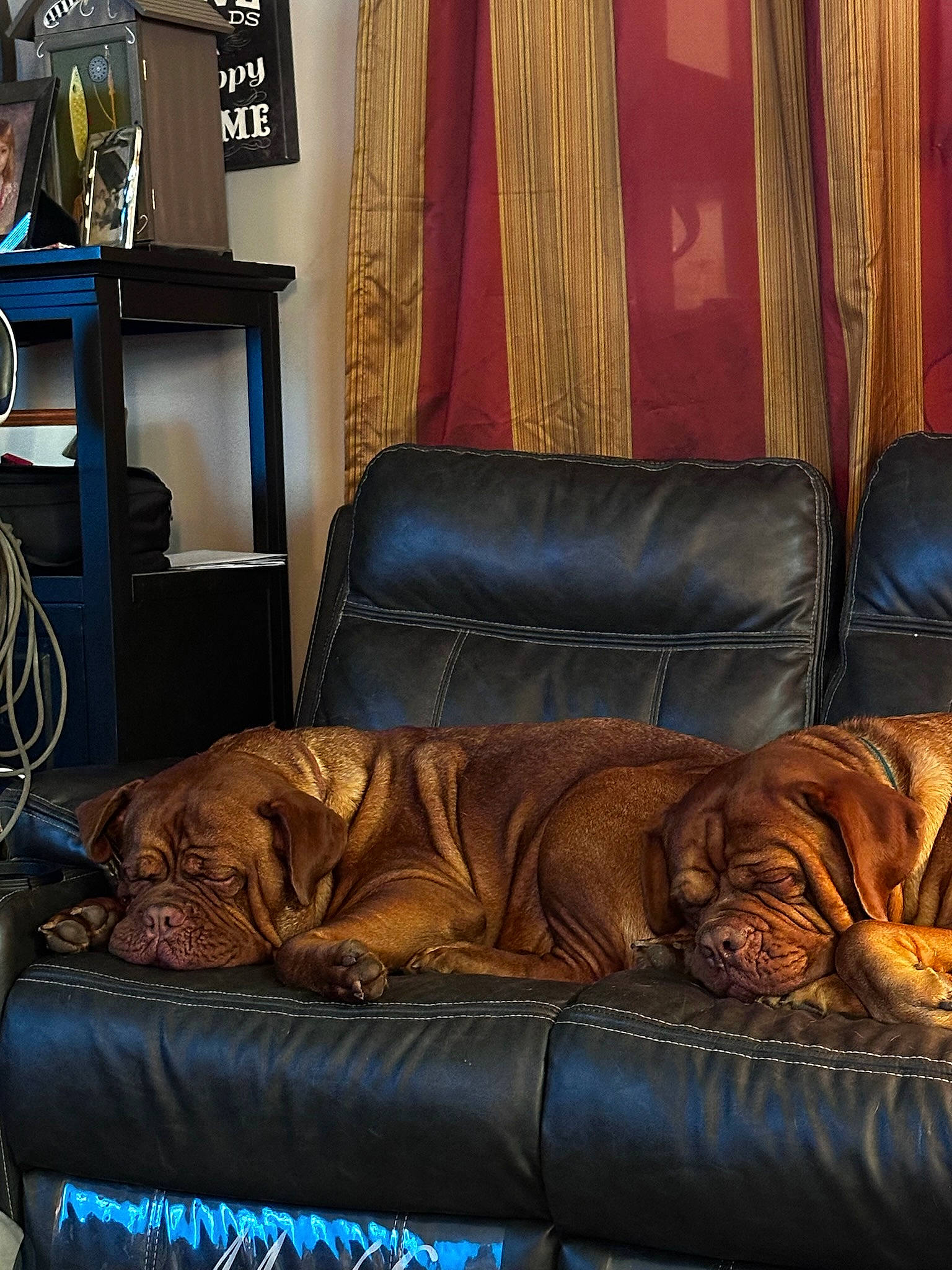 Hope And Axel joined the competition — help win amazing prizes! brown, building, carnivore, comfort, couch, curtain, felidae, floor, flooring, furniture, hardwood, house, interior_design, lamp, living_room, sofa_bed, studio_couch, table, textile, wood