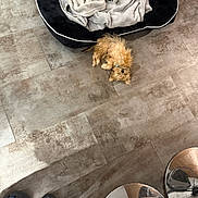 Ares a rejoint le concours — aidez-le/la à gagner de superbes lots ! dog, pet_bed, blanket, floor, tile_floor, footwear, clogs, reflection, metal, indoor, small_dog, lying_down, furniture, cozy, brown_dog, home, casual, paw, relaxed, top_view