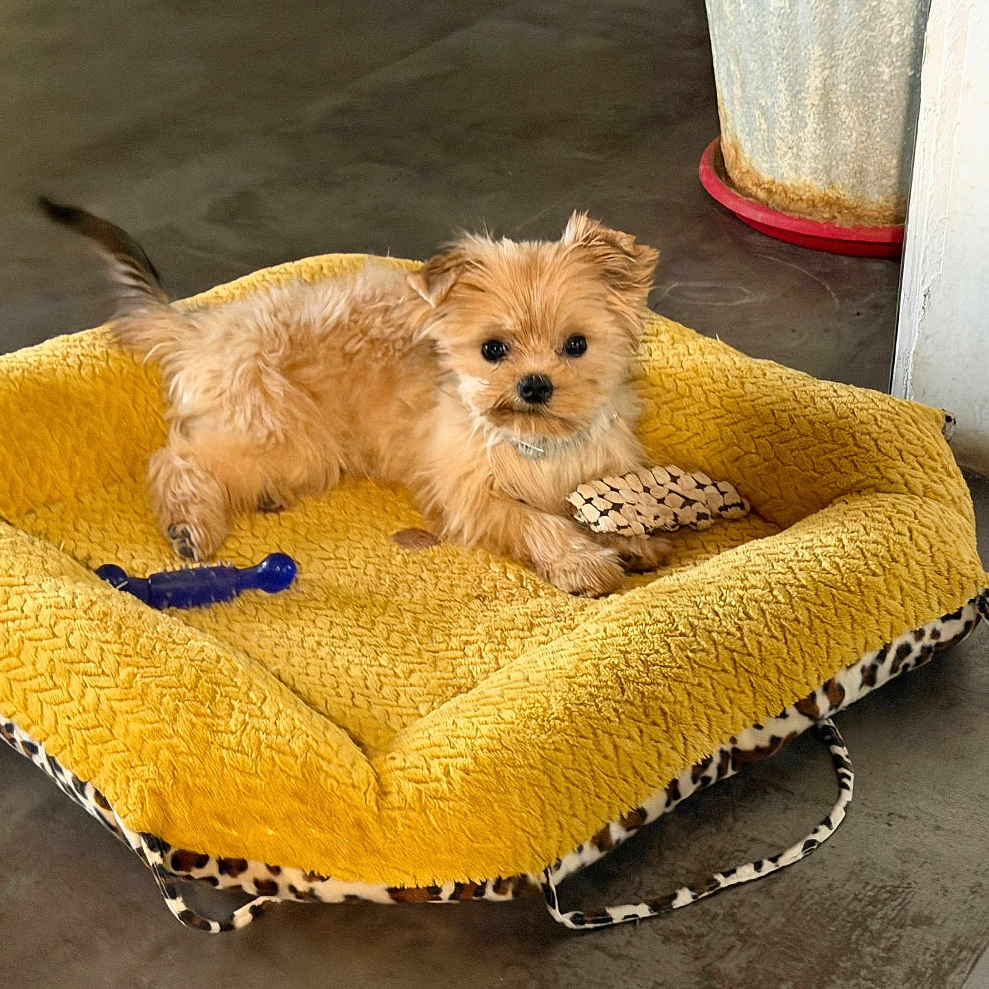 Ares a rejoint le concours — aidez-le/la à gagner de superbes lots ! dog, puppy, pet_bed, yellow_bed, toy, blue_toy, indoor, floor, small_dog, curious, furry, canine, resting, looking, domestic_animal, mammal, animal, cute, companion, relaxing