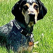 Benelli joined the competition — help win amazing prizes! animal, canine, collar, daytime, dog, ears, field, fur, grass, greenery, lawn, laying_down, muzzle, nature, outdoor, pet, relaxed, summer, tag, watching