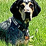 animal, canine, collar, daytime, dog, ears, field, fur, grass, greenery, lawn, laying_down, muzzle, nature, outdoor, pet, relaxed, summer, tag, watching