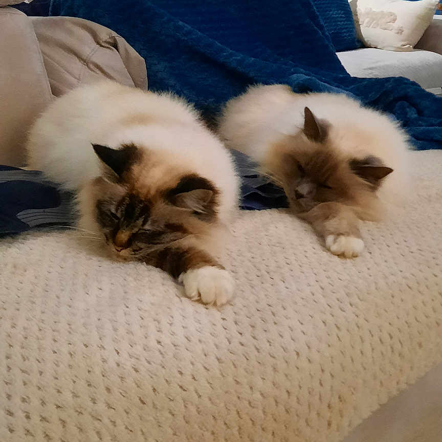 Perle Et Pepsy