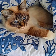 Pepsy participe au concours pour gagner de l'argent avec cette photo : animal, bed, blanket, blue, blue_eyes, cat, comfort, cozy, cute, floral, fluffy, fur, indoor, pattern, paw, pet, relaxed, resting, whiskers, white