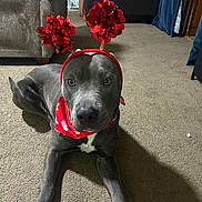 Groot joined the competition — help win amazing prizes! dog, gray_dog, pet, carpet, bandana, headband, flowers, red_accessories, indoor, living_room, furniture, curious, cute, animal, canine, lying_down, looking_at_camera, cozy, home, decor