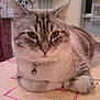 Flocon participe au concours pour gagner de l'argent avec cette photo :