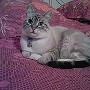 Flocon participe au concours pour gagner de l'argent avec cette photo :