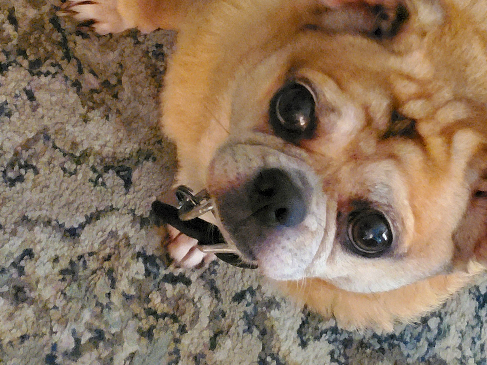 Chowder is registered to the contest to win money with this photo: ancient_dog_breeds, canidae, carnivore, collar, companion_dog, dog, dog_breed, eye, fawn, fur, paw, smile, snout, soil, sporting_group, terrestrial_animal, toy_dog, whiskers, working_animal, wrinkle