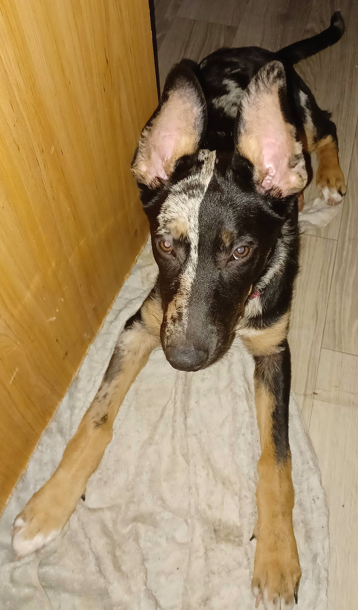 Eva is registered to the contest to win money with this photo: canidae, carnivore, companion_dog, dog, dog_breed, eye, fawn, fur, guard_dog, jaw, non_sporting_group, paw, snout, sporting_group, tail, terrestrial_animal, whiskers, wood, working_animal, working_dog