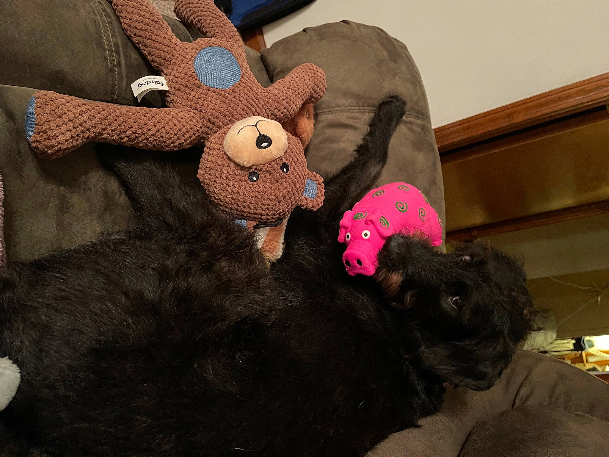 Zadie joined the competition — help win amazing prizes! art, brown, comfort, couch, fawn, felidae, fur, linens, magenta, pattern, plush, room, snout, stuffed_toy, teddy_bear, terrestrial_animal, textile, toy, wood, wool