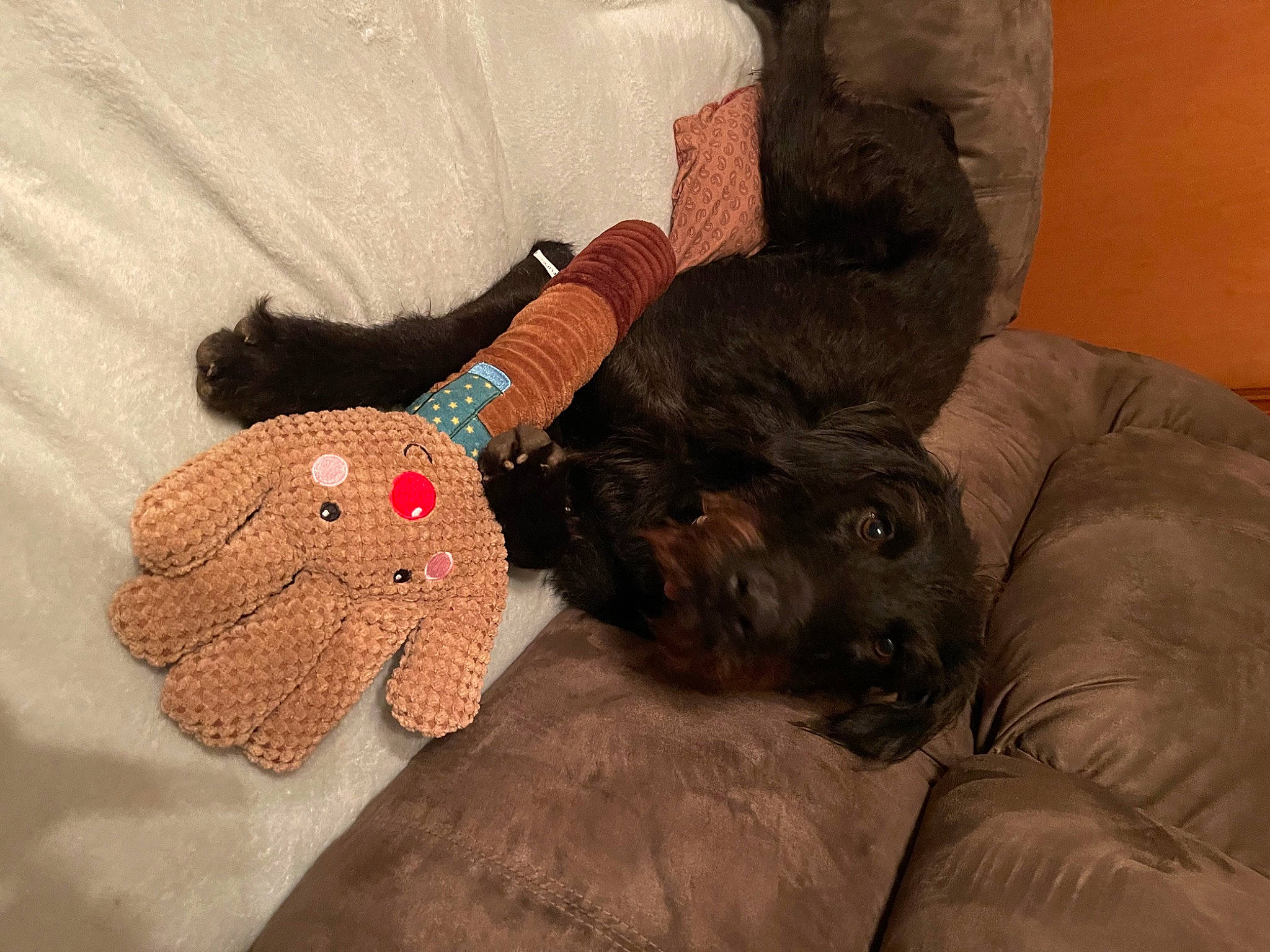 Zadie joined the competition — help win amazing prizes! art, canidae, carnivore, comfort, companion_dog, couch, dog_breed, fawn, felidae, fur, linens, nail, small_to_medium_sized_cats, sporting_group, stuffed_toy, tail, toy, wool, woolen, wrist