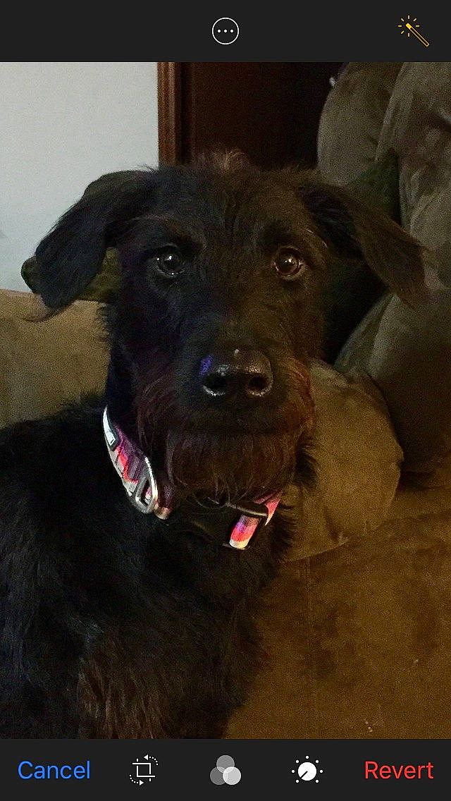 Zadie joined the competition — help win amazing prizes! borador, canidae, carnivore, collar, companion_dog, dog, dog_breed, dog_collar, fur, guard_dog, gun_dog, hunting_dog, liver, snout, sporting_group, terrestrial_animal, whiskers, working_animal, working_dog