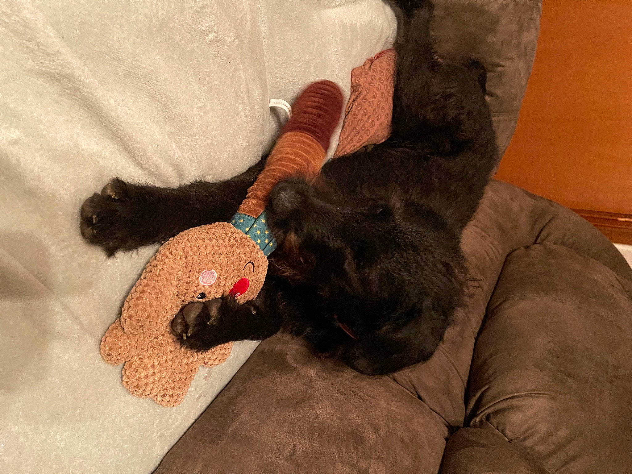 Zadie joined the competition — help win amazing prizes! canidae, carnivore, comfort, companion_dog, dog, dog_breed, fawn, felidae, fur, human_leg, linens, liver, mammal, room, small_to_medium_sized_cats, sporting_group, thigh, vertebrate, wood, wrist