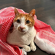 Myles joined the competition — help win amazing prizes! animal, cat, closeup, cozy, curious, cute, domestic_cat, ears, fabric, floor, indoor, looking, orange_and_white, patterned_cloth, paws, pet, red_and_white, sitting, whiskers, wooden_floor