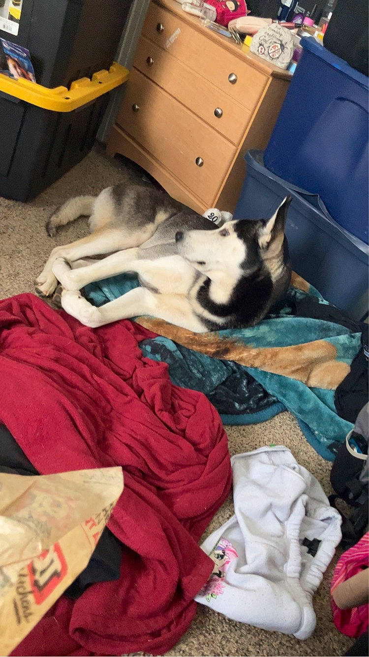 Diablo joined the competition — help win amazing prizes! bedding, bedroom, cabinetry, carnivore, chest, chest_of_drawers, comfort, companion_dog, dog, dog_breed, drawer, dresser, fawn, felidae, hardwood, linens, shipping_box, small_to_medium_sized_cats, whiskers, wood