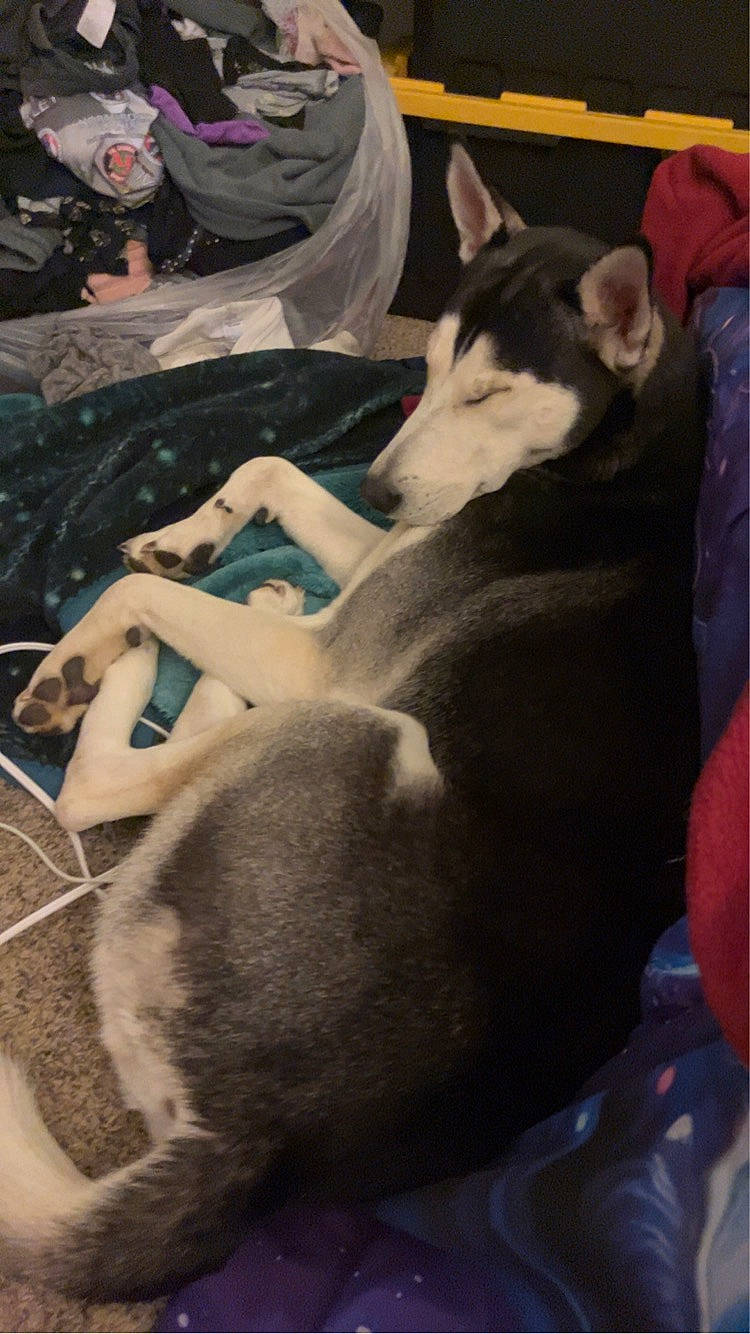 Diablo joined the competition — help win amazing prizes! black, canidae, canis, carnivore, comfort, companion_dog, dog, dog_breed, fawn, fur, non_sporting_group, siberian_husky, sled_dog, small_to_medium_sized_cats, snout, sporting_group, tail, working_animal, working_dog