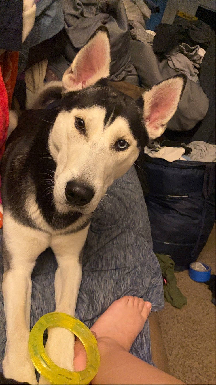 Diablo is registered to the contest to win money with this photo: ancient_dog_breeds, canis, carnivore, companion_dog, dog, dog_breed, fur, mug, non_sporting_group, paw, serveware, sitting, sled_dog, sporting_group, tableware, terrestrial_animal, working_animal, working_dog