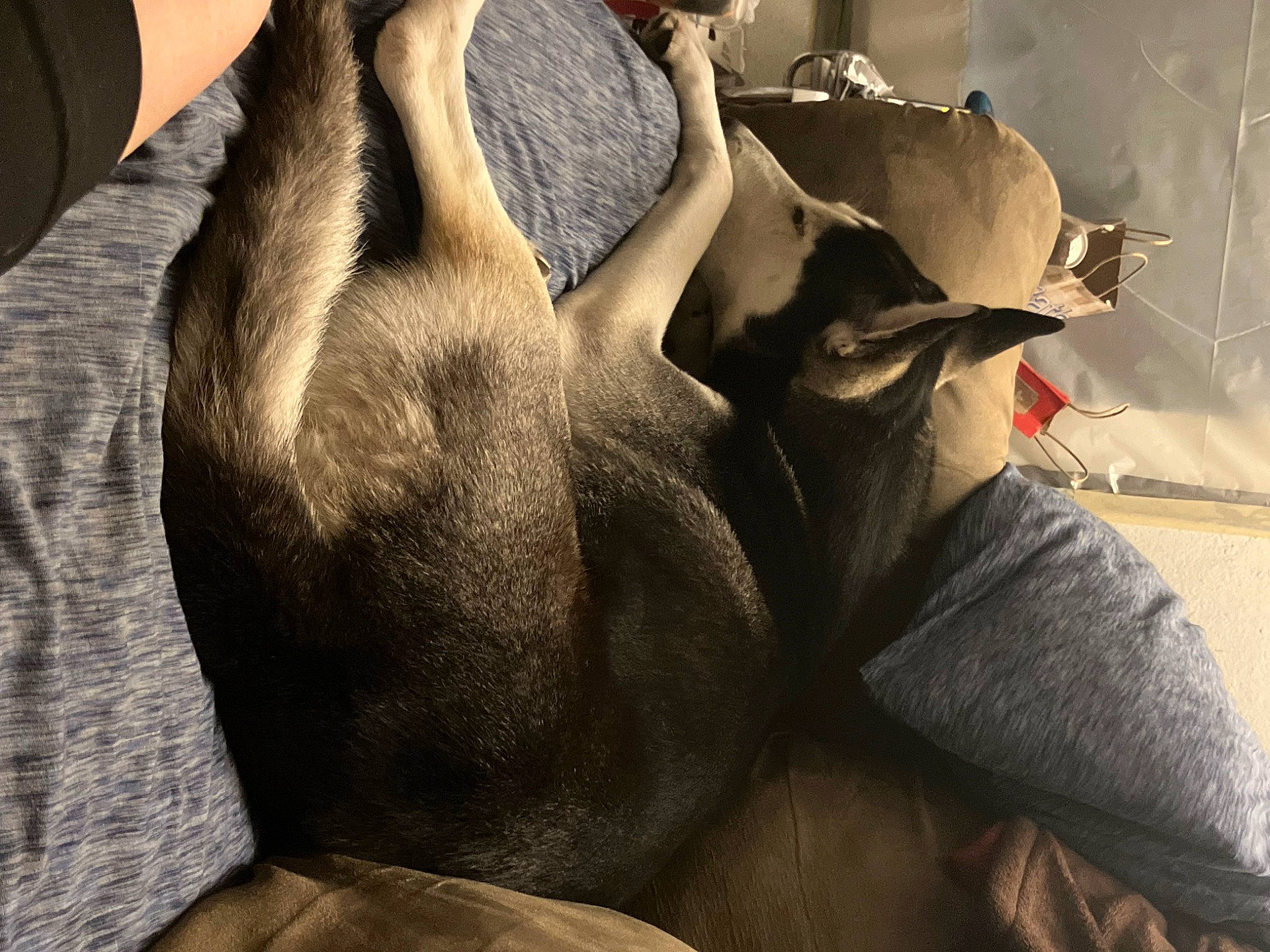 Diablo joined the competition — help win amazing prizes! abdomen, bedding, carnivore, chest, comfort, fashion_accessory, fawn, felidae, fur, gesture, grey, human_leg, knee, leg, linens, sitting, snout, thigh, trunk, whiskers