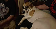 Harvey Dent is registered to the contest to win money with this photo: animal, blurred_background, brown_and_white, calm, casual_clothing, companion, cozy, dim_lighting, dog, friendship, furniture, human_arm, indoor, lap, medium_coat, person, pet, relaxed, resting, seated
