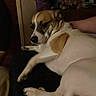 Harvey Dent is registered to the contest to win money with this photo: dog, indoor, person, lap, relaxed, brown_and_white, seated, casual_clothing, dim_lighting, resting, pet, companion, furniture, human_arm, blurred_background, medium_coat, animal, friendship, cozy, calm