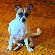 Harvey Dent is registered to the contest to win money with this photo: dog, puppy, sitting, wooden_floor, indoor, pet, canine, ears, fur, curious, looking, brown, white, animal, flooring, domestic_animal, young_dog, companion, cute, alert