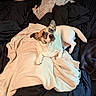 dog, pet, blanket, bed, cozy, fur, resting, animal, indoor, cute, lying_down, black_bedspread, curious, small_dog, ears_up, white_fur, brown_markings, relaxed, comfortable, soft_texture