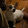 Harvey Dent is registered to the contest to win money with this photo: dog, small_dog, wooden_floor, indoor, pet, curious_expression, white_fur, brown_markings, person_leg, shoe, casual, dim_lighting, candid, animal, flooring, paw, tail, companion, domestic, cute