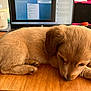 Poppy is registered to the contest to win money with this photo: puppy, dog, sleeping, wooden_table, laptop, virtual_meeting, technology, indoor, pet, cute, brown_fur, closeup, resting, home_office, screen, work_from_home, small_dog, cozy, calm, animal