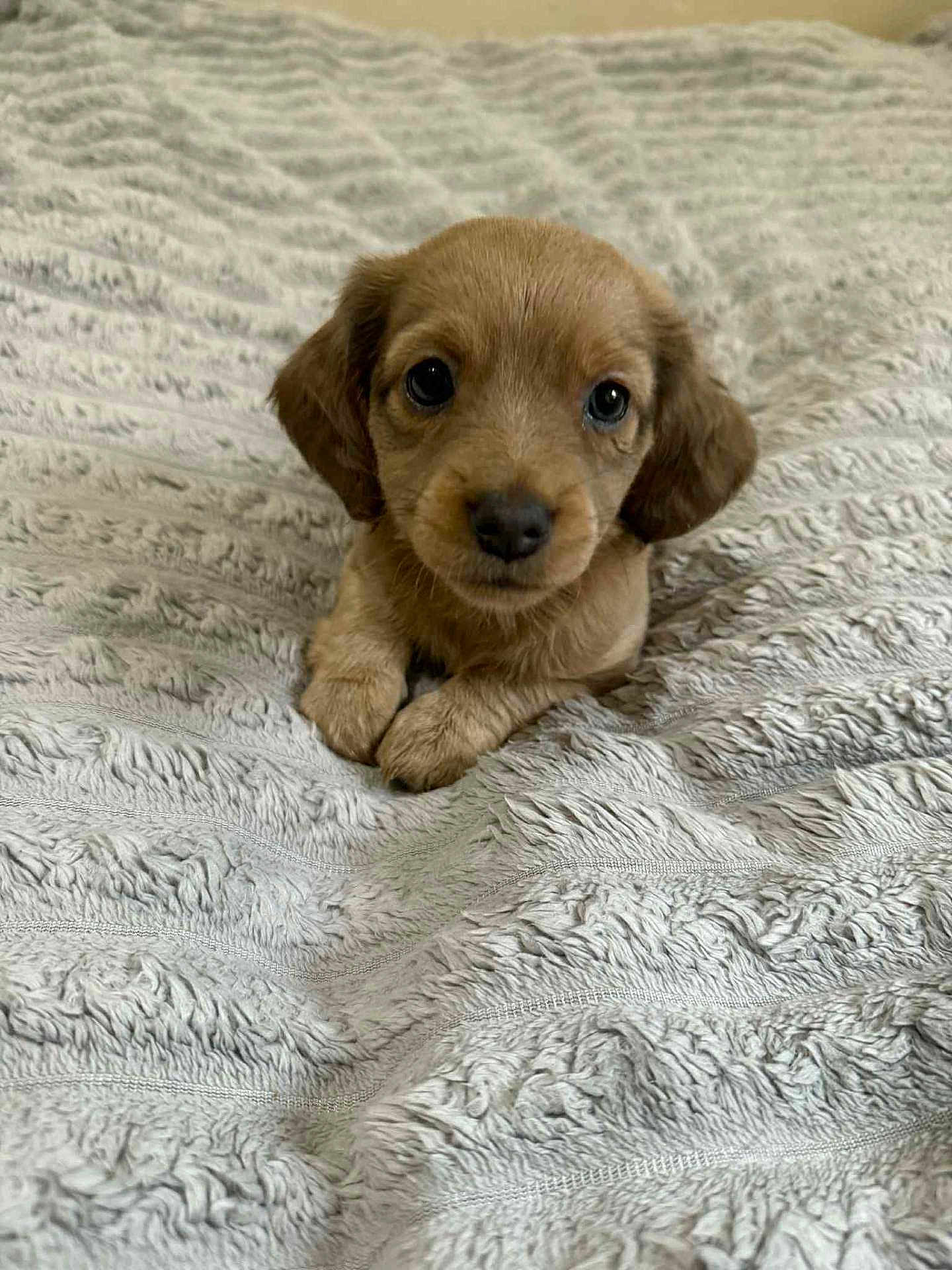 Poppy is registered to the contest to win money with this photo: puppy, dog, bed, blanket, cute, pet, animal, fur, small, brown, eyes, nose, ears, lying_down, indoor, cozy, texture, soft, mammal, companion