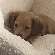 Poppy is registered to the contest to win money with this photo: puppy, dog, bed, cozy, sleepy, pet, animal, fur, cute, indoor, resting, snuggled, plush, comfortable, soft, young, brown, ears, face, relaxed