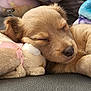 puppy, dog, sleeping, teddy_bear, stuffed_animal, close_up, cozy, blanket, cute, pet, fur, nap, adorable, resting, domestic_animal, young_dog, animal, soft_toy, comfort, indoor