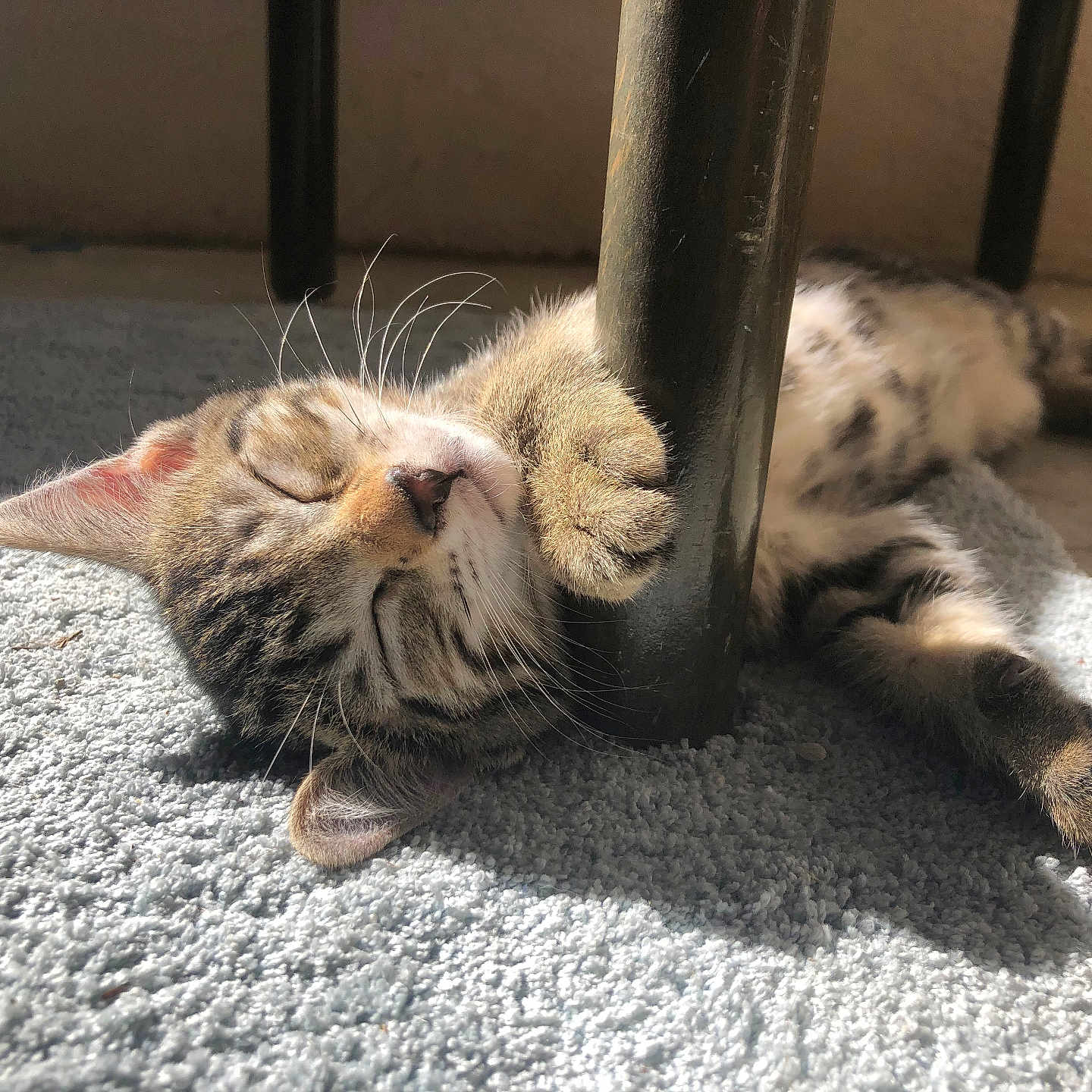 Opale participe au concours pour gagner de l'argent avec cette photo : abyssinian, animal, architecture, bodypart, building, cat, egyptiancat, electronics, hardware, hardwood, house, housing, indoors, kitten, manx, person, pet, porch, sleeping, wood