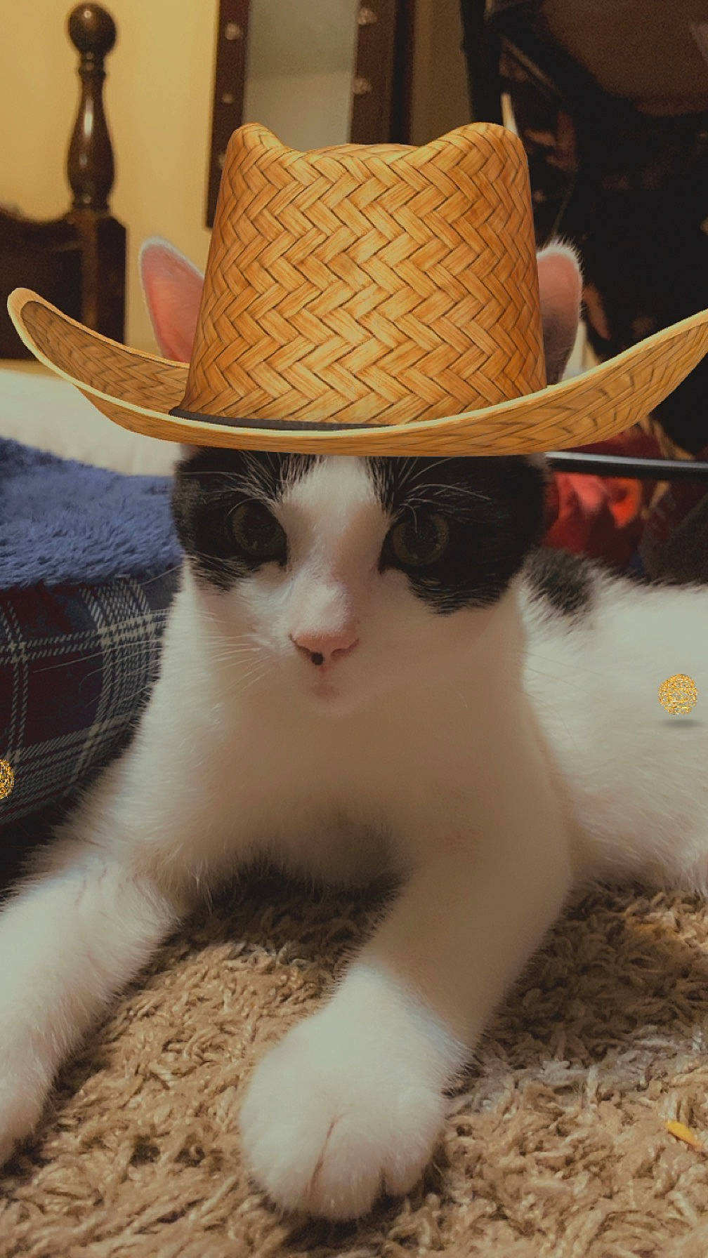 Boogie joined the competition — help win amazing prizes! carnivore, cat, comfort, cowboy_hat, fashion_accessory, felidae, fur, grass, hat, headgear, light, mammal, pet_supply, photograph, small_to_medium_sized_cats, snapshot, sun_hat, tail, whiskers, wood
