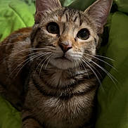 Tigger joined the competition — help win amazing prizes! abyssinian, animal, blanket, cat, couch, cushion, furniture, homedecor, kitten, manx, pet, siamese