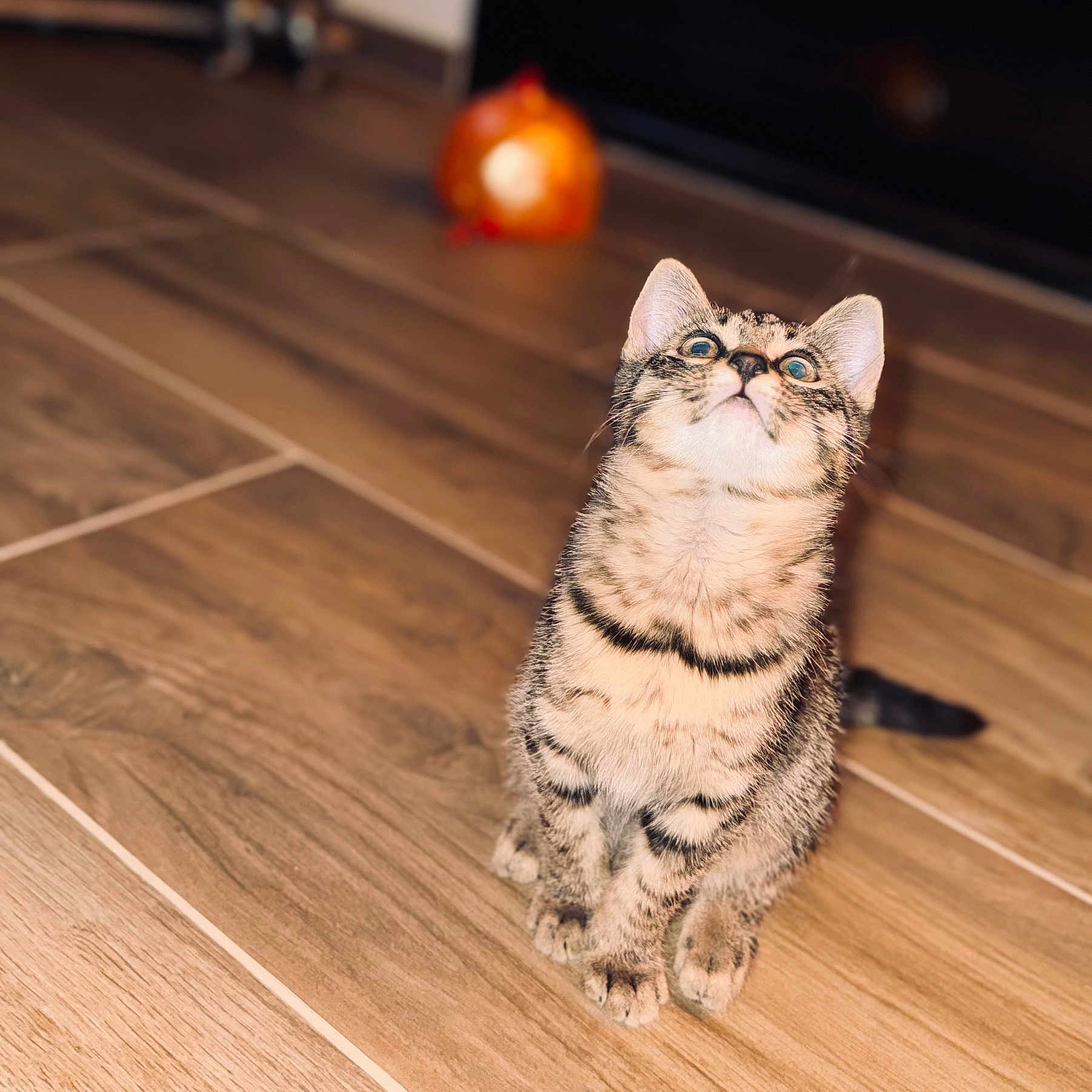 Zadig a rejoint le concours — aidez-le/la à gagner de superbes lots ! abyssinian, animal, cat, citrusfruit, egyptiancat, food, fruit, hardwood, indoors, interiordesign, kitten, manx, orange, pet, plant, plywood, produce, stainedwood, wood