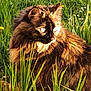 cat, fluffy, long_hair, outdoor, grass, wildflowers, sunlight, nature, animal, pet, feline, closeup, portrait, fur, greenery, daylight, mammal, whiskers, alert, profile