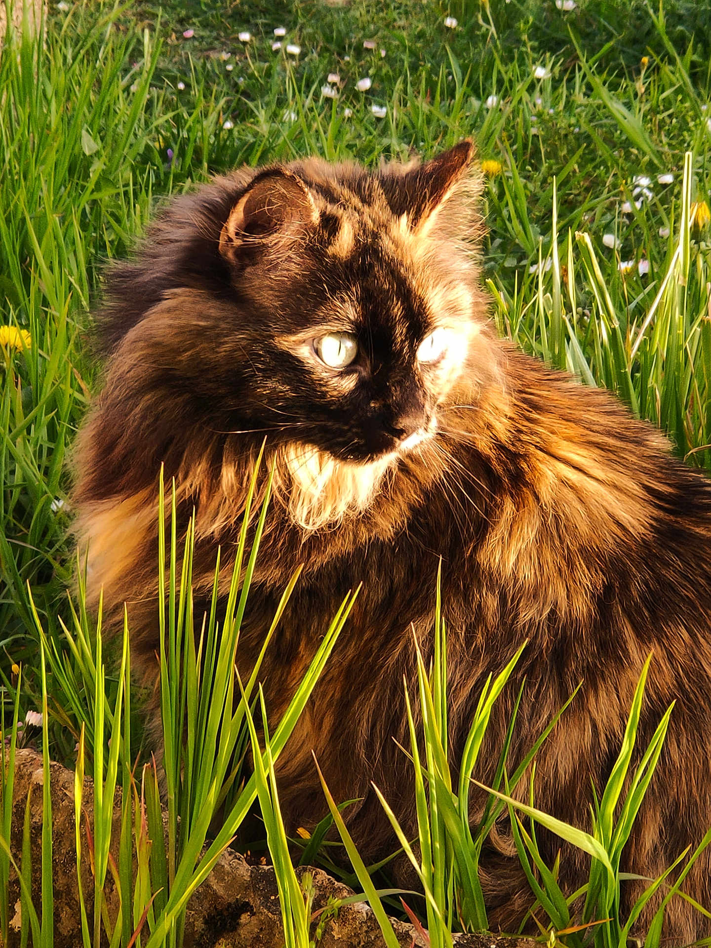 Agoria participe au concours pour gagner de l'argent avec cette photo : cat, fluffy, long_hair, outdoor, grass, wildflowers, sunlight, nature, animal, pet, feline, closeup, portrait, fur, greenery, daylight, mammal, whiskers, alert, profile