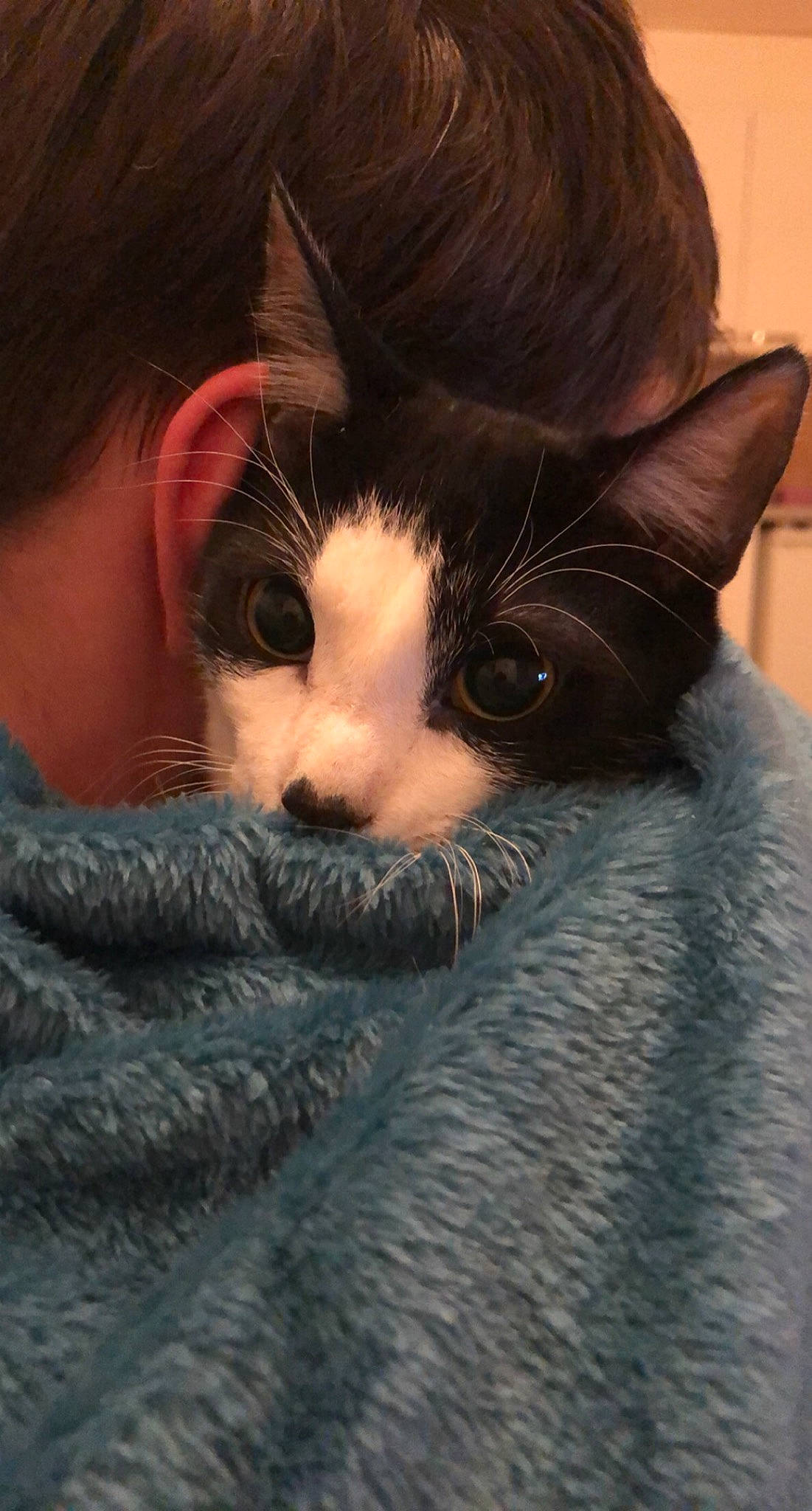 Rio a rejoint le concours — aidez-le/la à gagner de superbes lots ! asian, carnivore, cat, ear, felidae, fur, kitten, small_to_medium_sized_cats, snout, whiskers