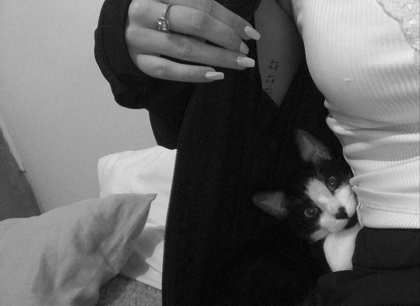 Rio a rejoint le concours — aidez-le/la à gagner de superbes lots ! arm, black, black_and_white, cat, ear, eye, felidae, finger, fur, hand, joint, kitten, leg, monochrome, monochrome_photography, shoulder, skin, small_to_medium_sized_cats, whiskers, white